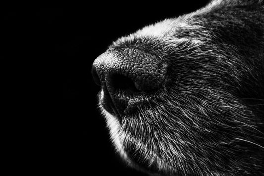 Wie barfe ich meinen Hunde-Senior richtig?
