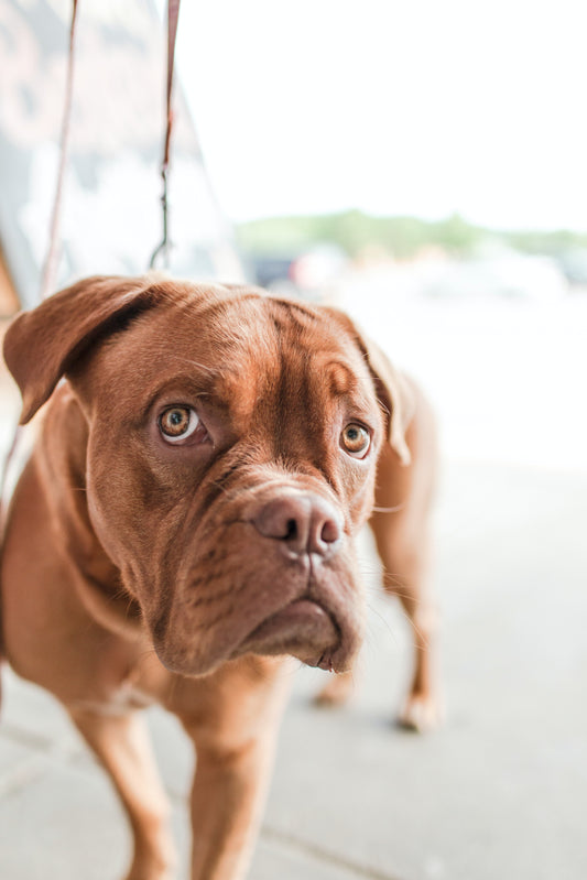 Hundesprache – Was will mein Hund mir sagen?